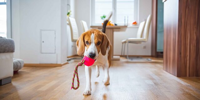 5 accessori divertenti per un cane annoiato, per il Fido più esigente