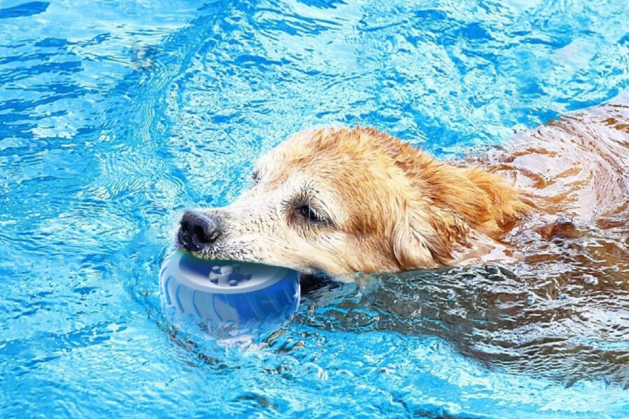 cane in piscina