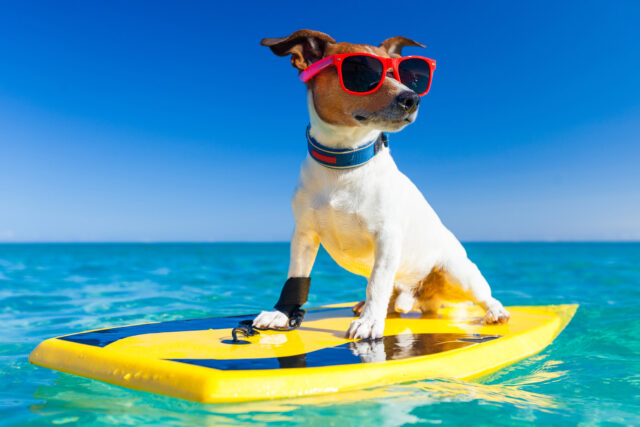 5 accessori per andare in vacanza con il cane, quelli indispensabili