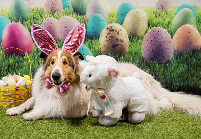 5 accessori per cani e cinofili a tema Pasqua, i più belli