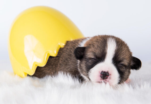 5 accessori per cuccioli di cane e cinofili a tema pasqua, i più divertenti