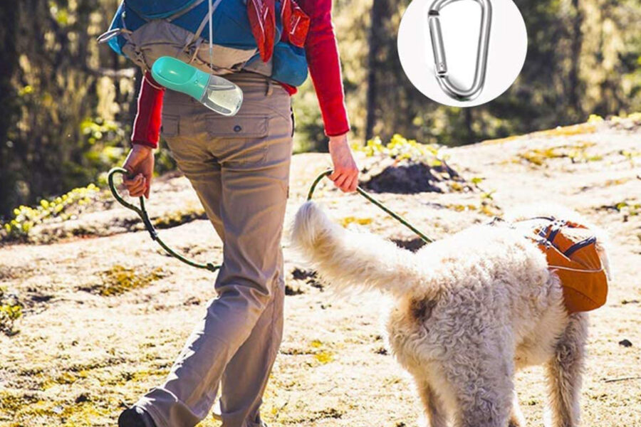 cane che passeggia nel bosco