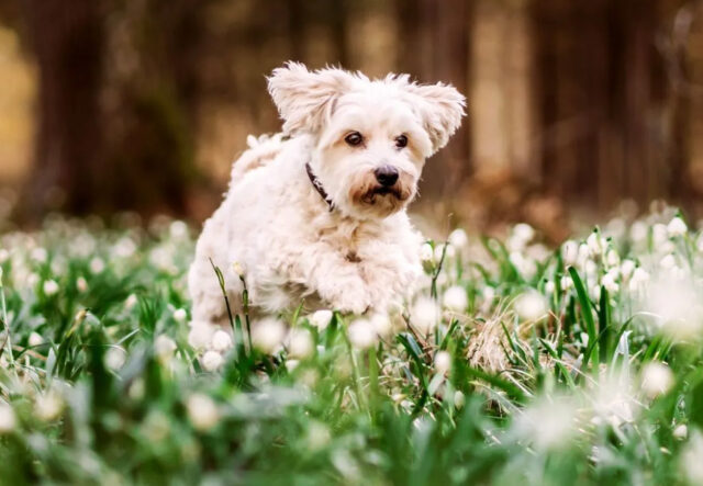 5 accessori per il cane in primavera, quelli che non possono mancare