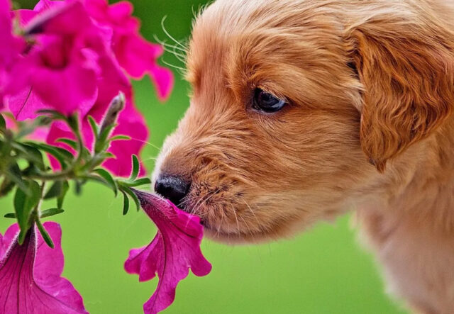 cane odora fiore