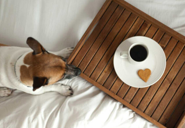 5 accessori per la colazione degli amanti dei cani, i più cool