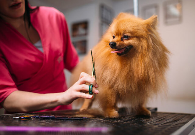 5 accessori per la toelettatura del cucciolo di cane, i migliori