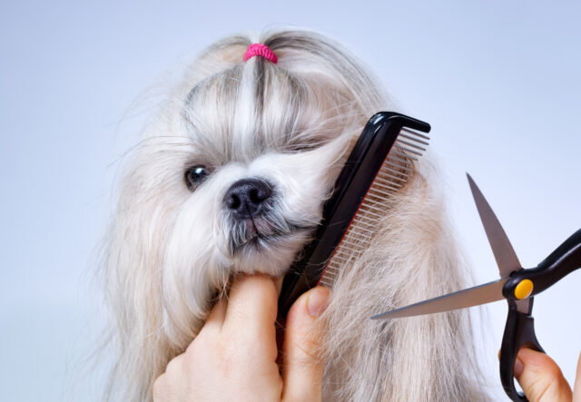 come tagliare il pelo del cane