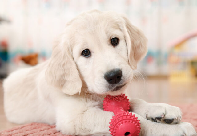 5 accessori per un cucciolo di cane che si annoia, i migliori