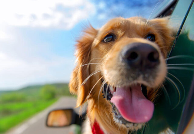 5 accessori per una vacanza con il cucciolo di cane, i più utili