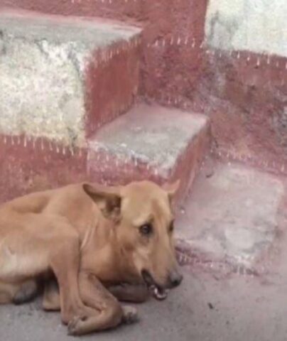 Cucciolo di cane con osso incastrato in bocca: il suo salvataggio