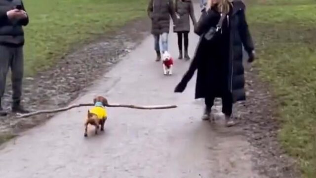 Il bassotto raccoglie un bastone molto più grande di lui e lo trasporta facendo spostare tutti i passanti (VIDEO)