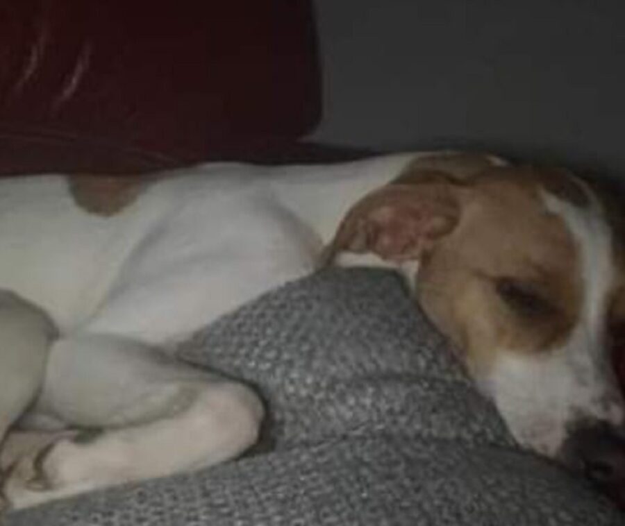 cagnolina dorme sul letto 