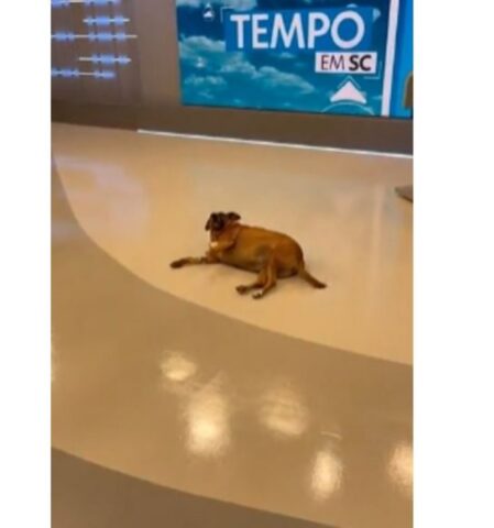 Cucciola di cane entra in uno studio televisivo per schiacciare un pisolino