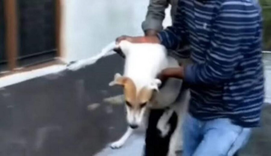 cane bianco