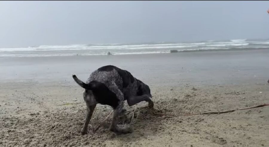 cagnolina in spiaggia per la prima volta