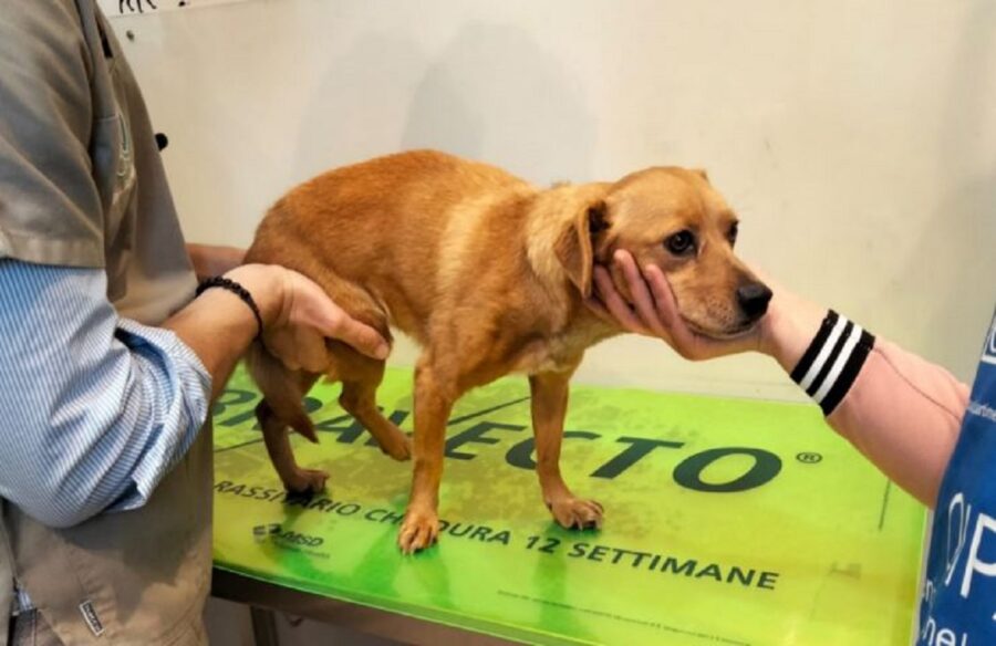 cagnolina salvata dall'oipa