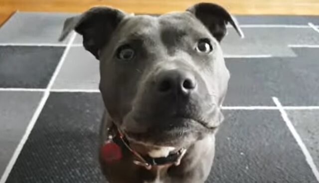 La cagnolina Staffordshire Bull Terrier Bonnie chiede gentilmente di fare colazione (VIDEO)