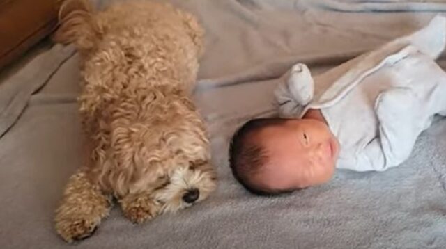 Cagnolina cavoodle Olive prova gelosia nei confronti del piccolo di casa (VIDEO)