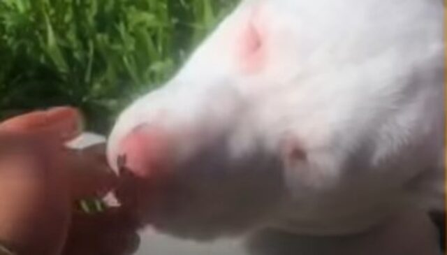 La cagnolina con bisogni speciali Piglet adesso sa cosa significa essere felice (VIDEO)