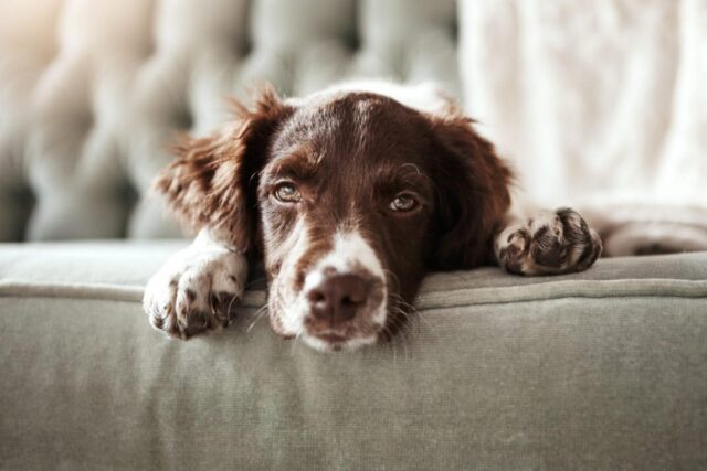 La storia della cagnolina Imma: dal lager al letto di casa