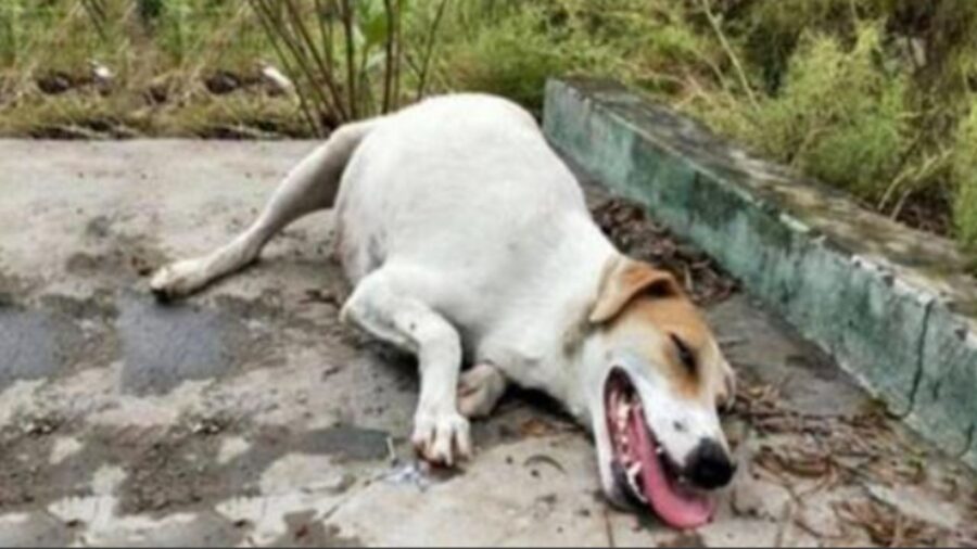 cagnolina incinta che supplica