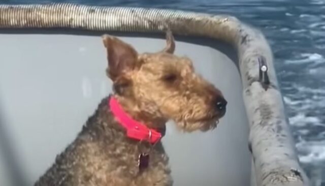 La cagnolina marinaia Maggie vive ogni giorno tantissime avventure (VIDEO)