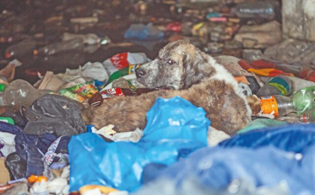 Cagnolina salvata da una discarica ed adottata in un’altra nazione