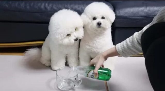 Simpatici cagnolini provano l’acqua frizzante per la prima volta (VIDEO)