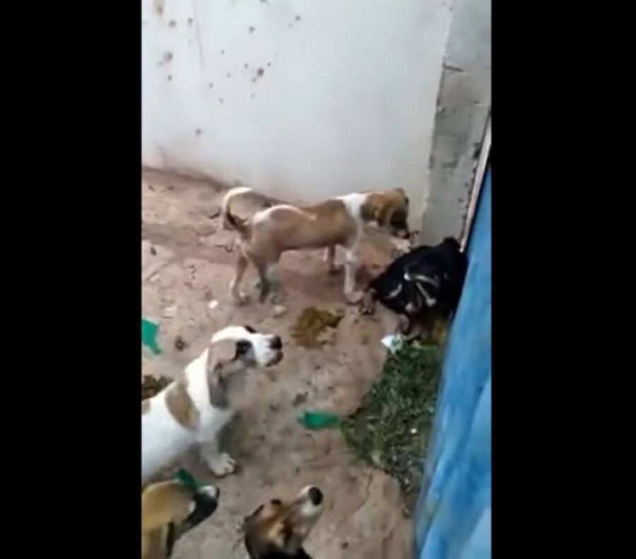 sei cagnolini abbandonati