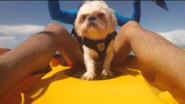 Bellissimo cagnolino fa kayak per la prima volta (VIDEO)