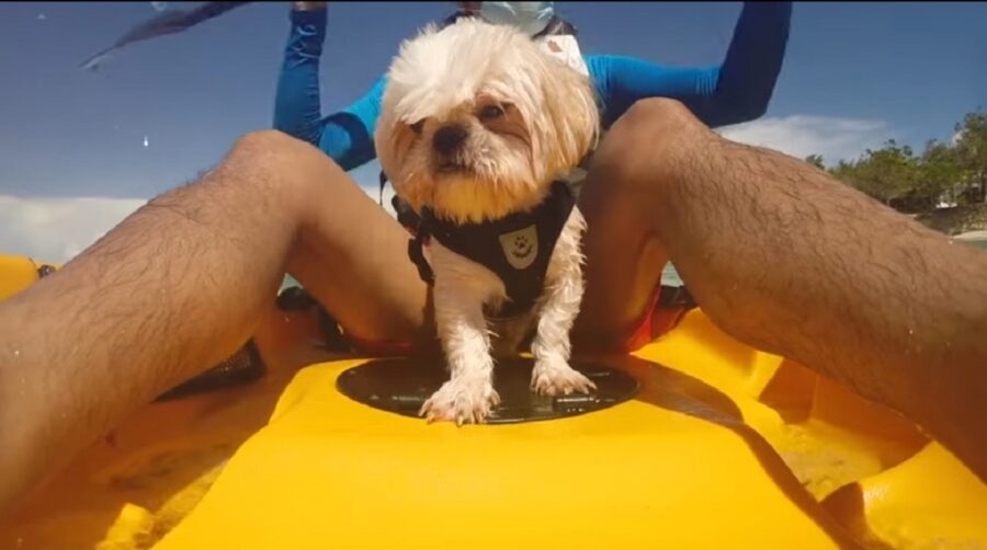 cagnolino fa kayak per la prima volta