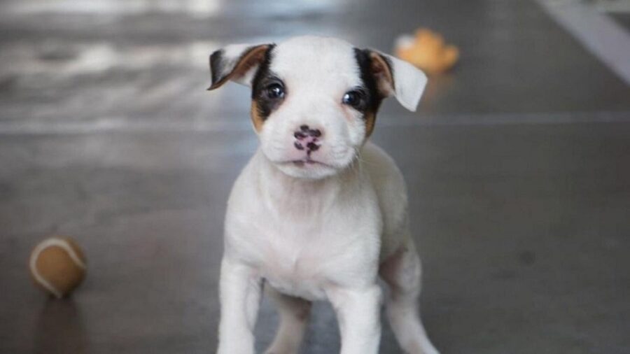 storia di un cagnolino