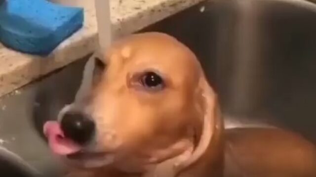 Cagnolino Bassotto ama lavarsi e lo fa anche senza l’aiuto dei suoi umani (VIDEO)