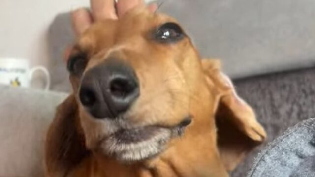 Cagnolino Bassotto si rilassa sul divano dopo una settimana di intenso stress (VIDEO)