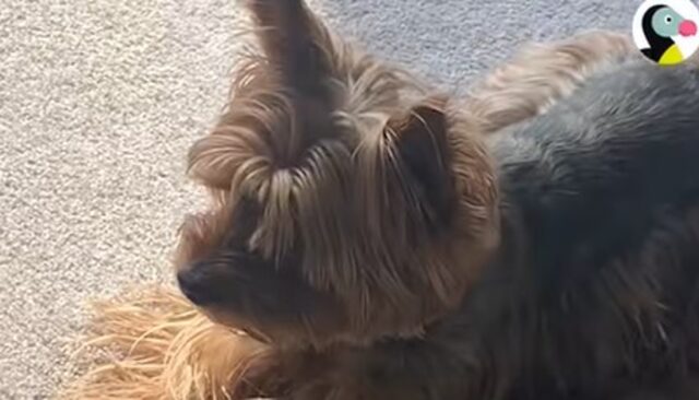 Il cagnolino Remi ha provato tristezza quando ha visto per la prima volta il suo amico per strada (VIDEO)