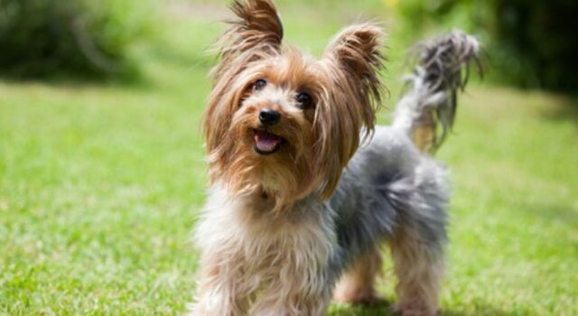 Cagnolino Yorkshire adora giocare con lo scivolo del luna park (VIDEO)