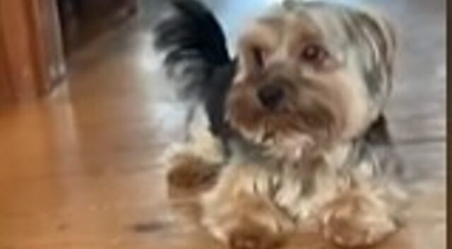 Cagnolino Yorkshire è troppo felice della presenza del cucciolo d’uomo in casa (VIDEO)