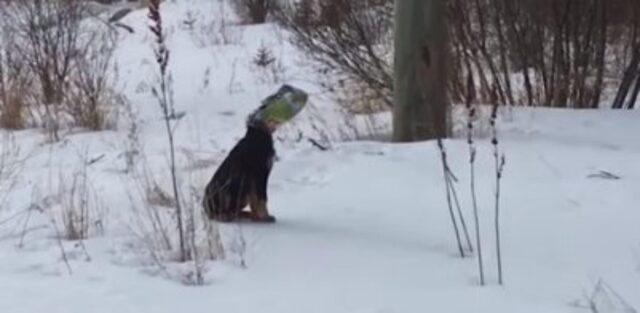 Cagnolino bloccato con un sacchetto di patatine in testa