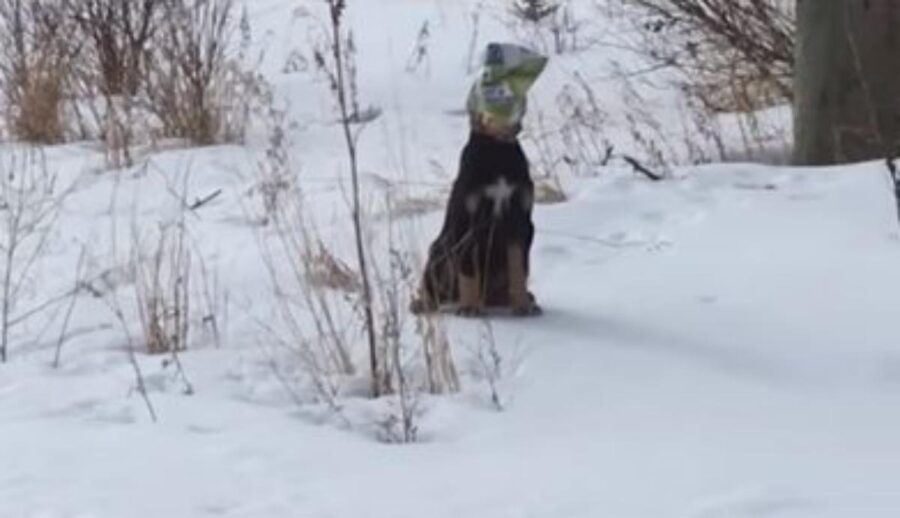 cucciolo nella neve