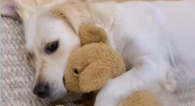 Cagnolona Golden Retriever Lady non può proprio vivere senza il suo Indy; i suoi umani le fanno una sorpresa (VIDEO)