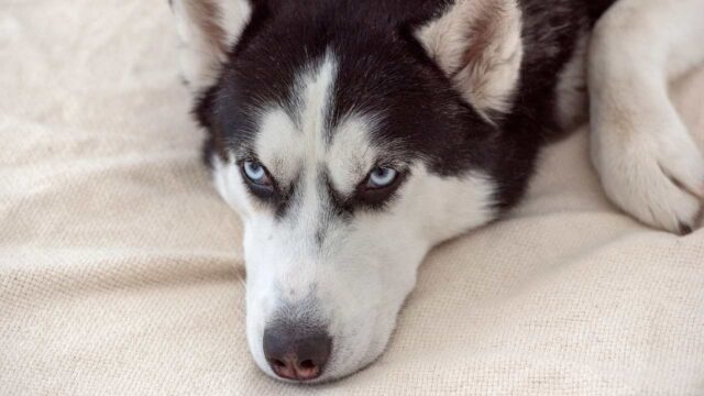 Cagnolona Husky Meeka non sopporta che i suoi umani litighino, ma è solo uno scherzo (VIDEO)