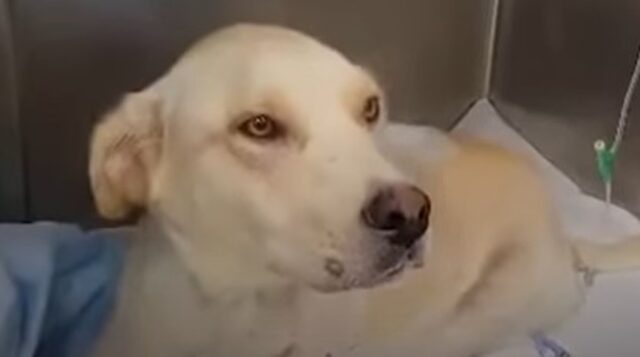 Cagnolona Labrador Retriever Hope ha ripreso a camminare dopo il suo terribile incidente; la storia (VIDEO)