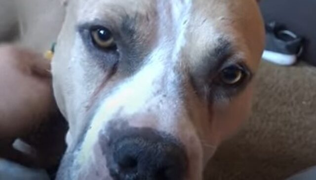 La cagnolona Pitbull Cody non riusciva a fidarsi dell’uomo; qui la sua storia (VIDEO)