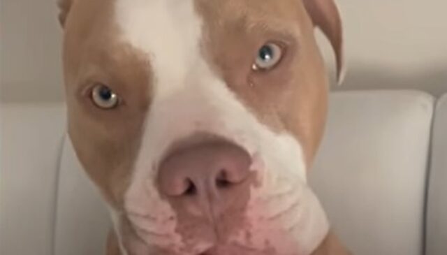 La cagnolona Pitbull Nilla e la sua umana conducono una vita piena di amore: la storia (VIDEO)