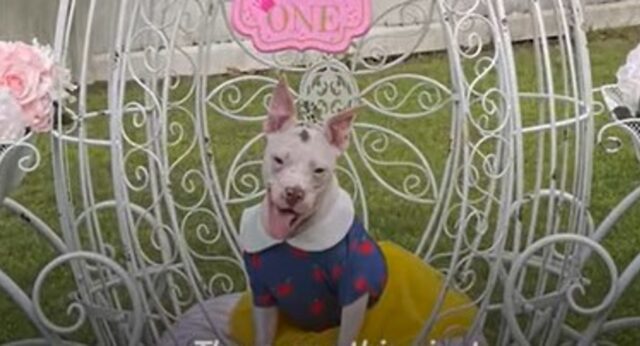 La cagnolona Pitbull Nutmeg ha avuto un inizio difficile. Ora ha dimenticato la sofferenza e festeggia così il compleanno (VIDEO)