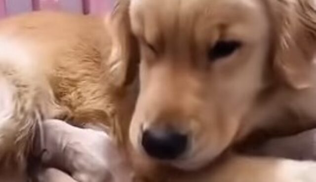 Cagnolona mamma Golden Retriever si prende cura di tutti i suoi cuccioli (VIDEO)