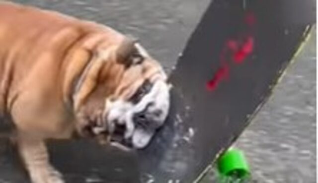 Cagnolone Bulldog è ossessionato dallo skateboard e riceve una bella sorpresa (VIDEO)