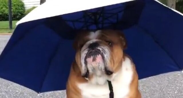 Cagnolone Bulldog inglese non vuole camminare perché piove (VIDEO)
