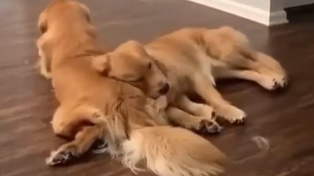 Un cagnolone Golden Retriever si corica accanto al suo dolce fratellone (VIDEO)