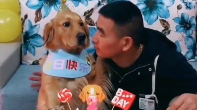 Il cagnolone Golden festeggia il suo secondo compleanno in modo dolcissimo (VIDEO)